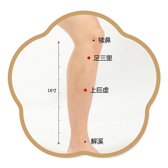 犊鼻、足三里、上巨虚、解溪