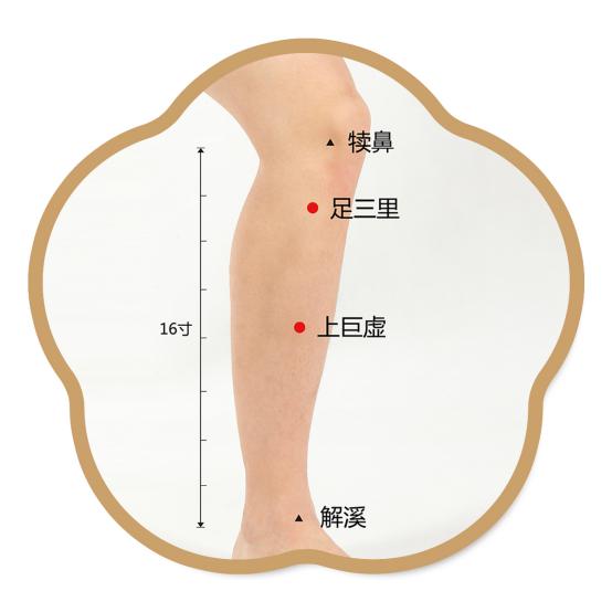 犊鼻、足三里、上巨虚、解溪