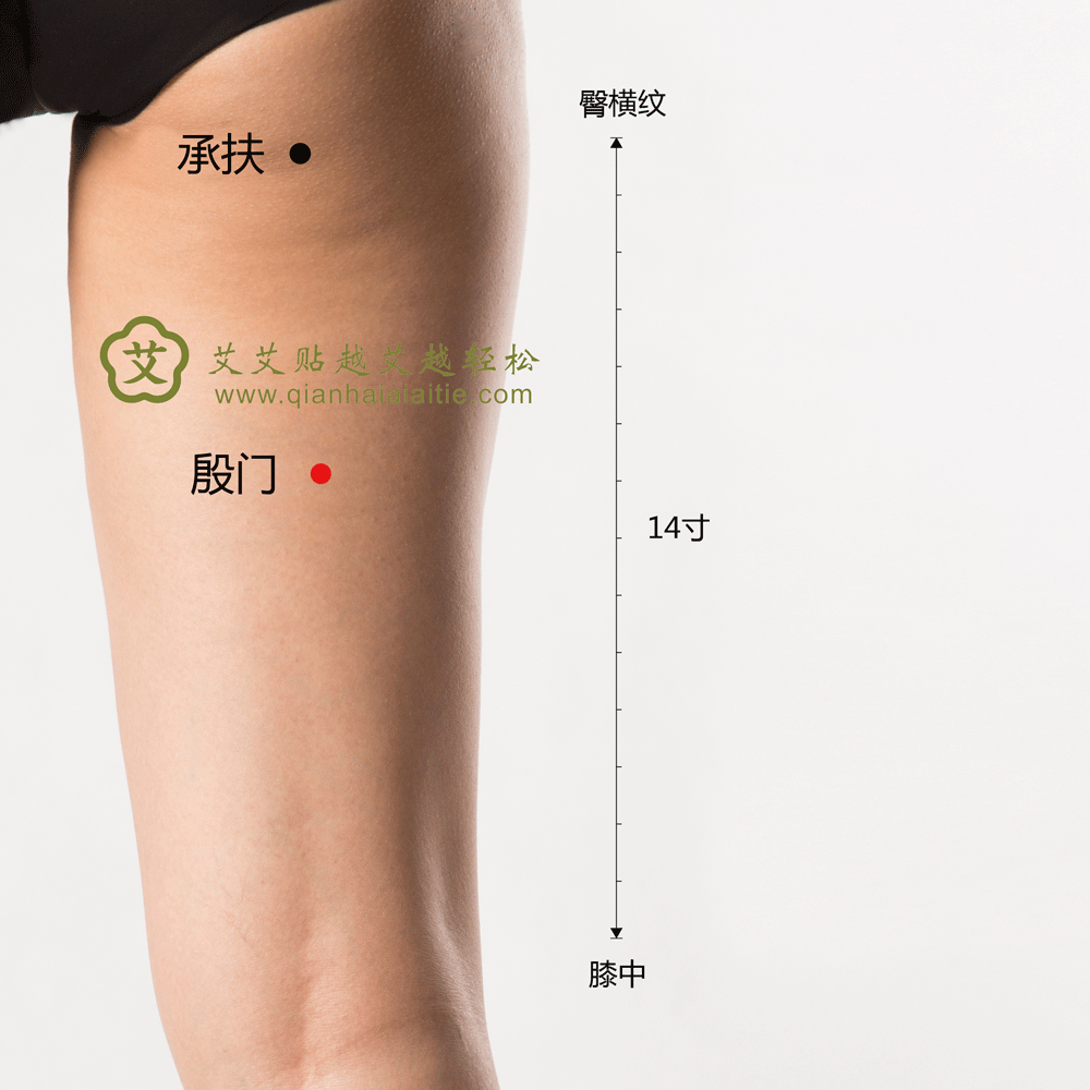 殷门穴.gif