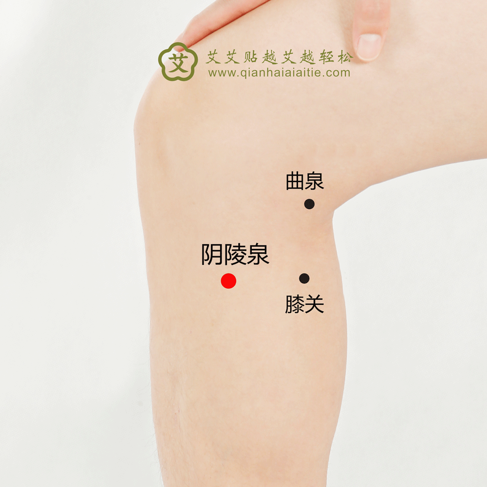 阴陵泉.gif