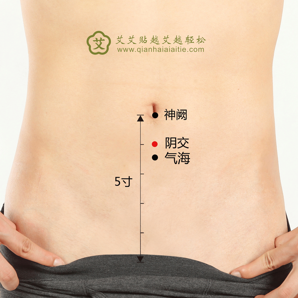 阴交穴.gif