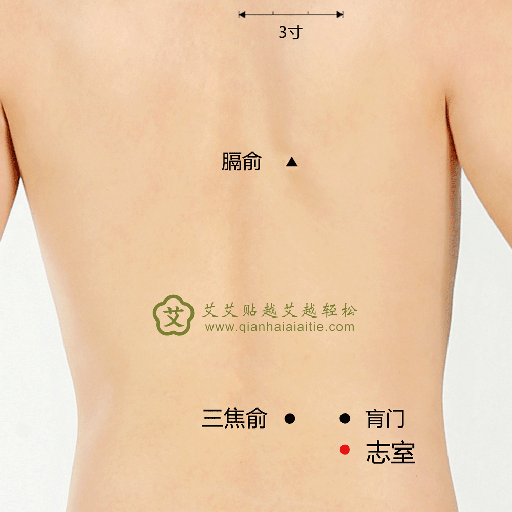 艾艾贴穴位·志室穴：阳萎、小便不利、水肿、腰脊强痛