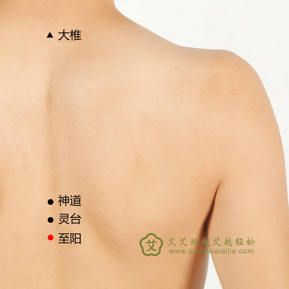 艾艾贴穴位·至阳穴： 胸胁胀痛、腹痛黄疸、咳嗽气喘
