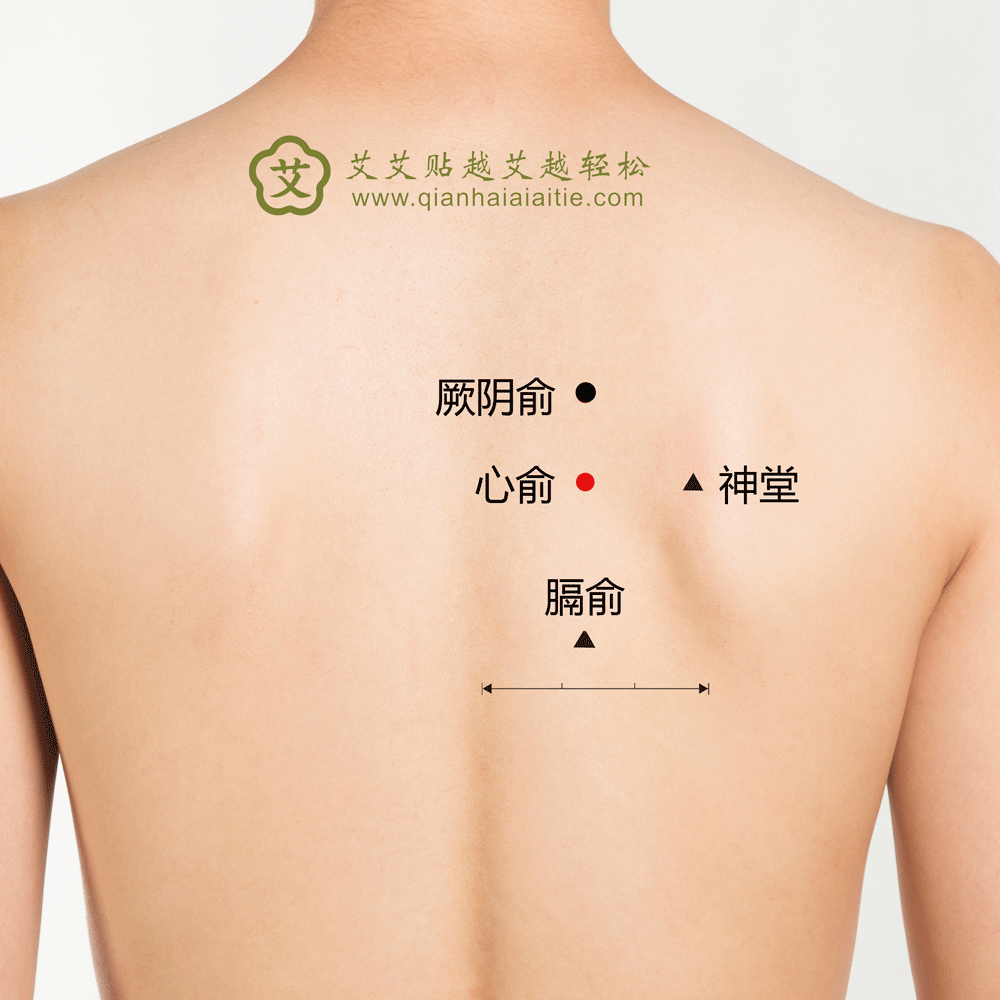 心俞穴.gif