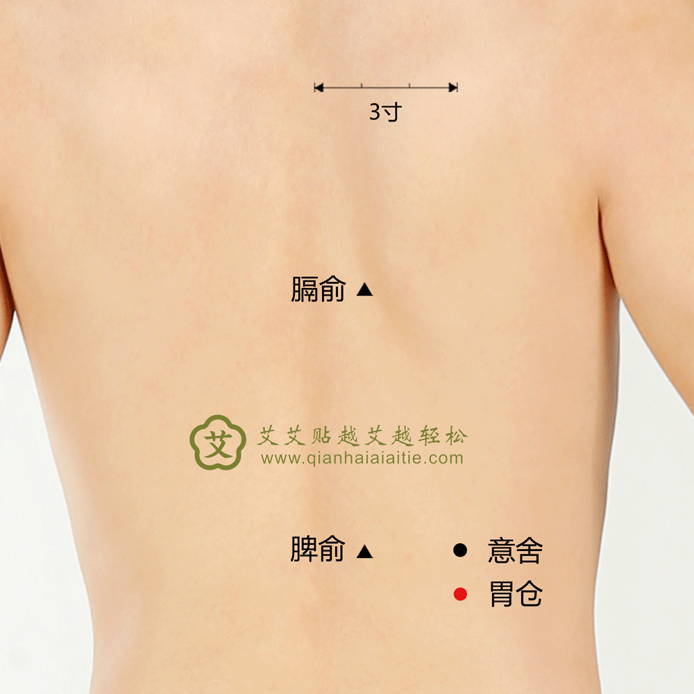 艾艾贴穴位·胃仓穴：胃脘痛、腹胀、小儿食积
