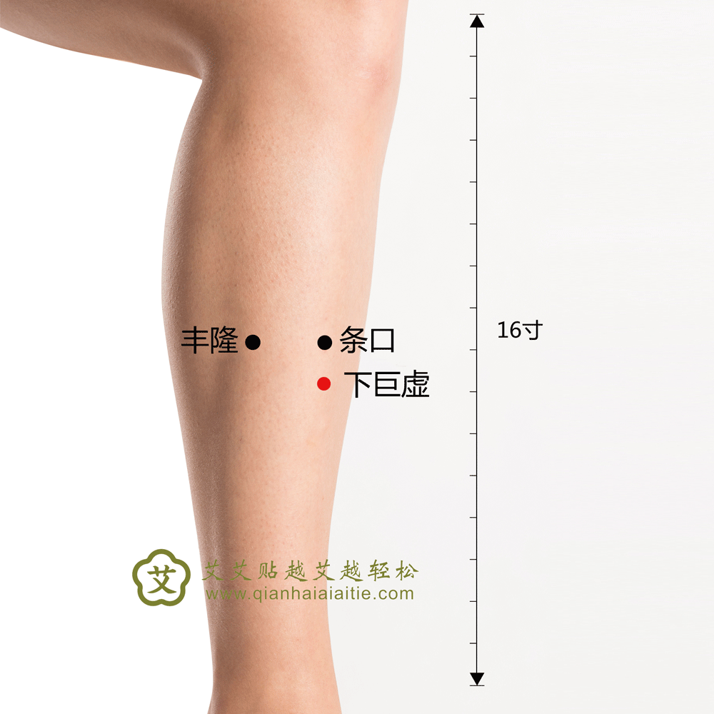 艾艾贴穴位·下巨虚：小腹痛、泄泻、痢疾、乳痈