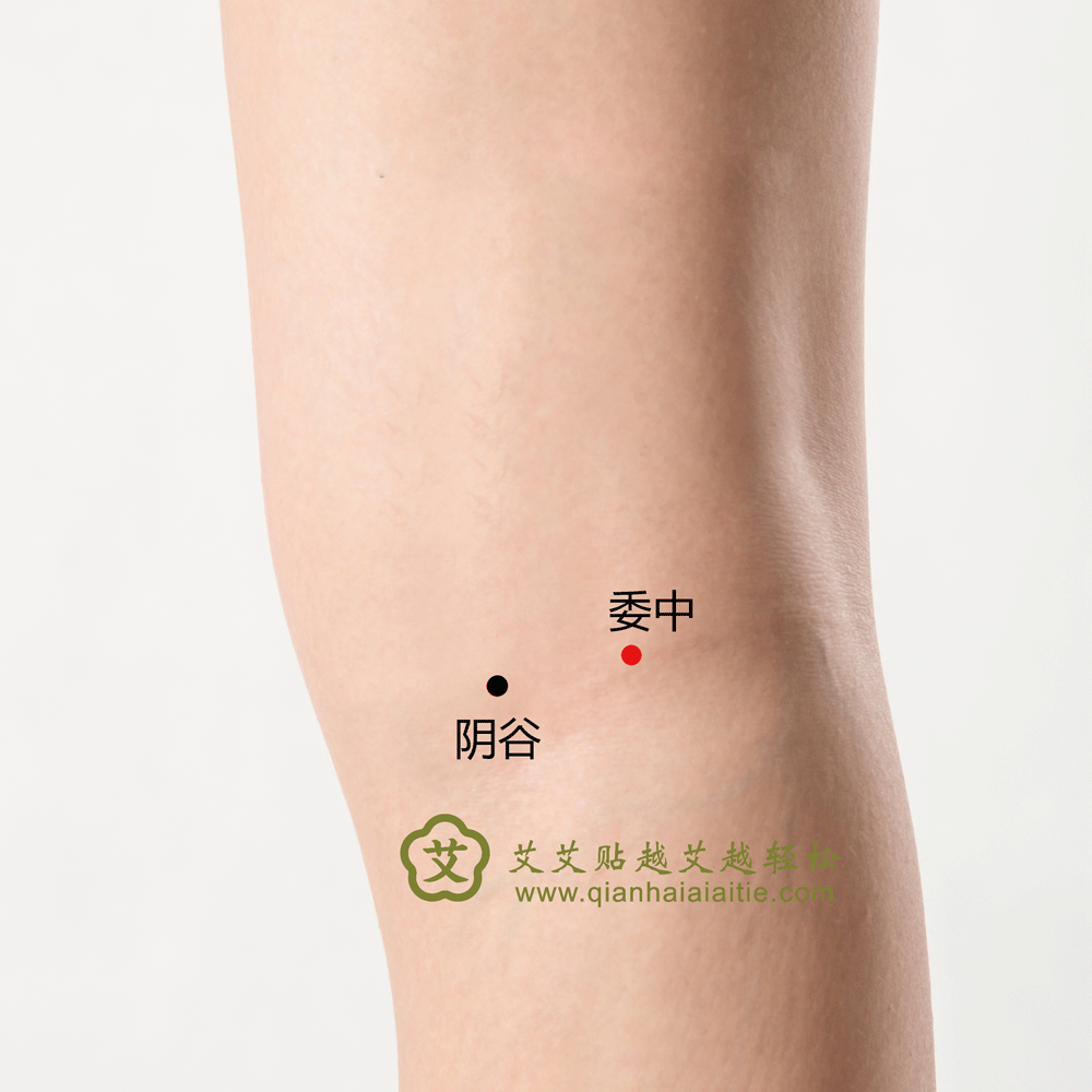 艾艾贴穴位·委中穴：穴腹痛、吐泻、小便不利、遗尿