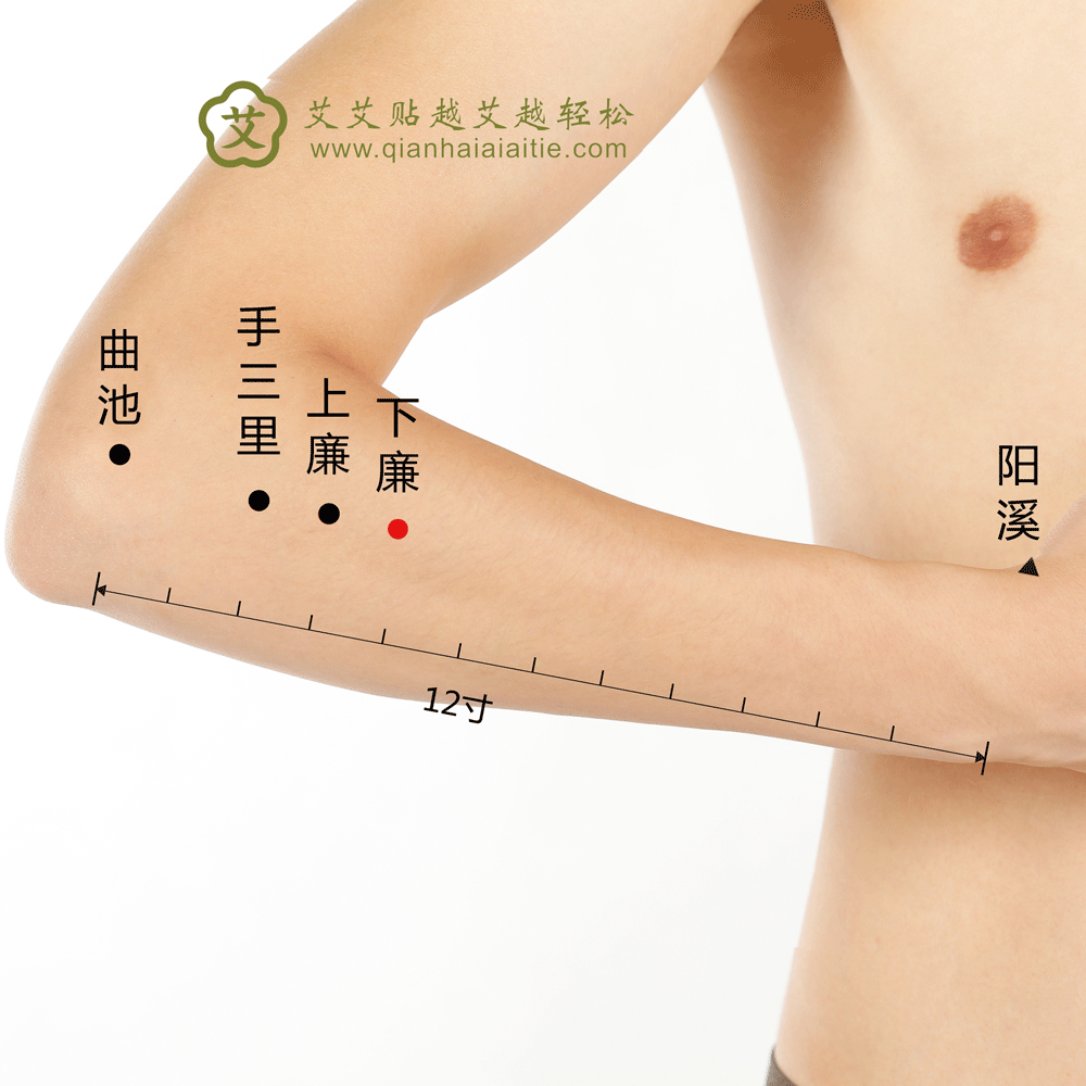 艾艾贴穴位·下廉穴：眩晕、目痛、肘臂痛、腹胀