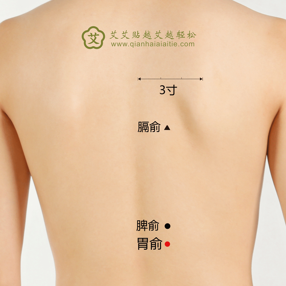 艾艾贴穴位·胃俞穴： 胸胁痛、胃脘痛、呕吐、腹胀
