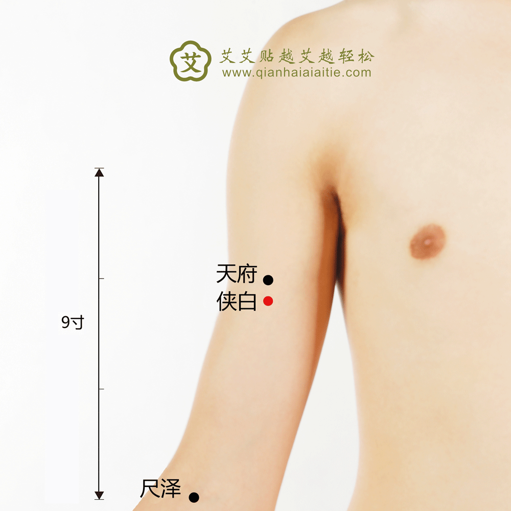 艾艾贴穴位·侠白穴： 咳嗽、气喘、干呕、烦满