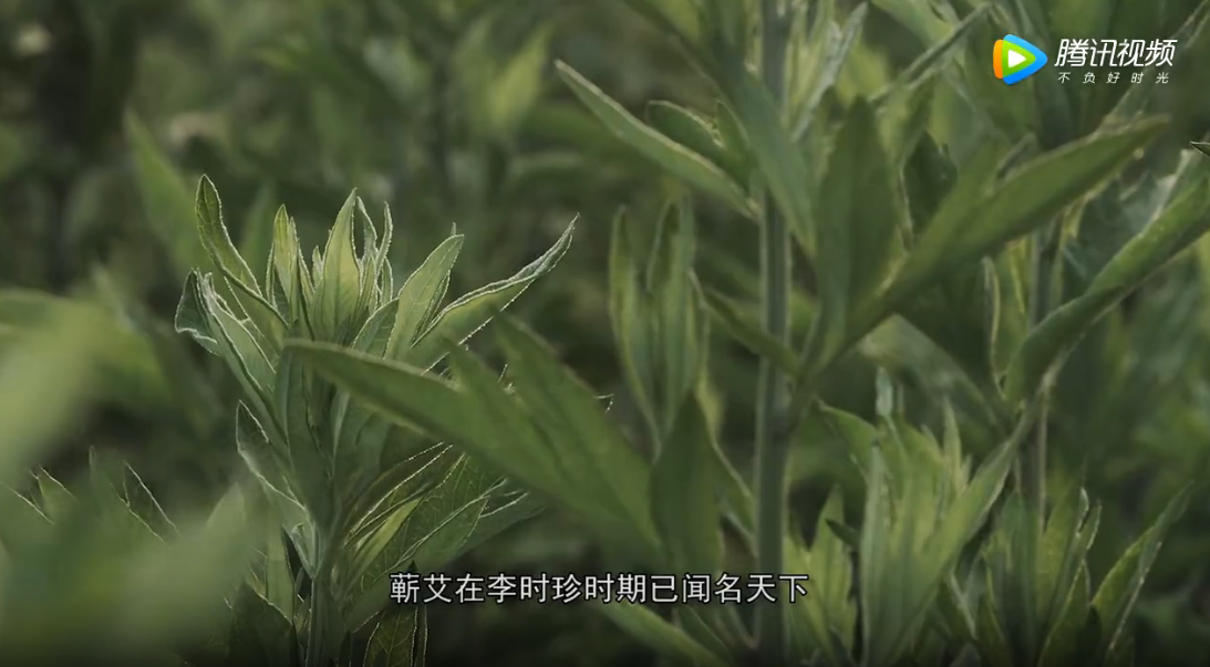 《寻艾之旅》五分钟先导版丨谨以此片，献给每一位为艾而生的你